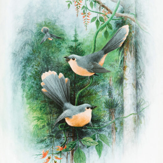 Robins Rest