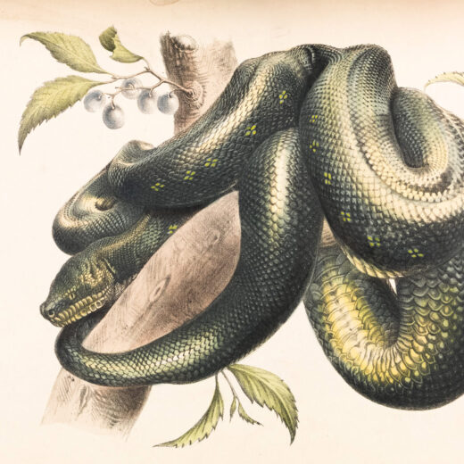 Jungle Kaa