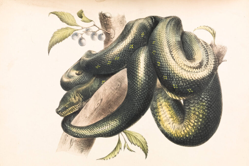 Jungle Kaa